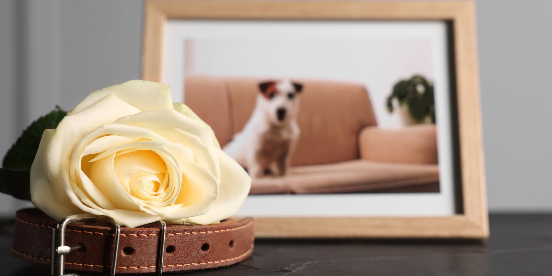 Framed photo of a dog beside a white rose and collar, a memorial for pet loss grief counseling